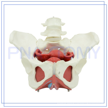 PNT-0589-3 Modèle de la cavité pelvienne féminine